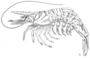 Image of Heteropenaeus longimanus