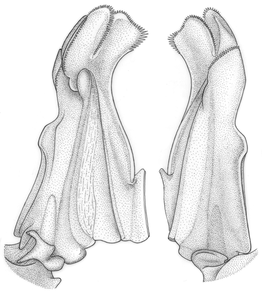Hymenopenaeus image