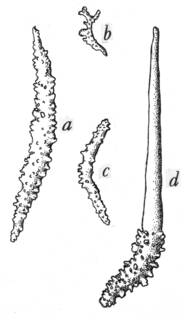 Image of Acanthogorgia fusca