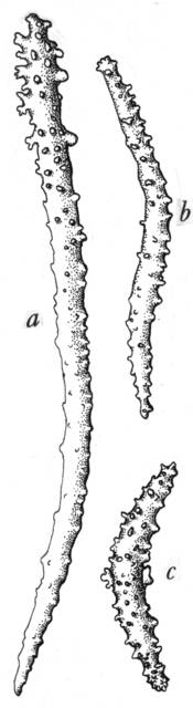 Image of Acanthogorgia paradoxa