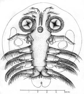 Image of Argulus catostomi