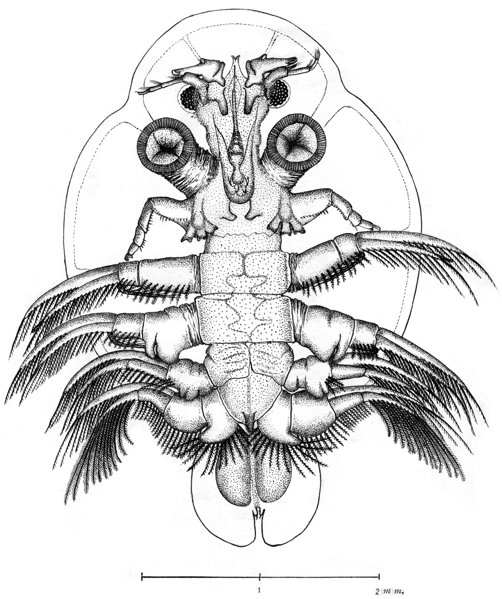 Argulidae image