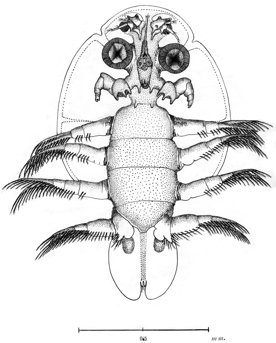 Argulidae image