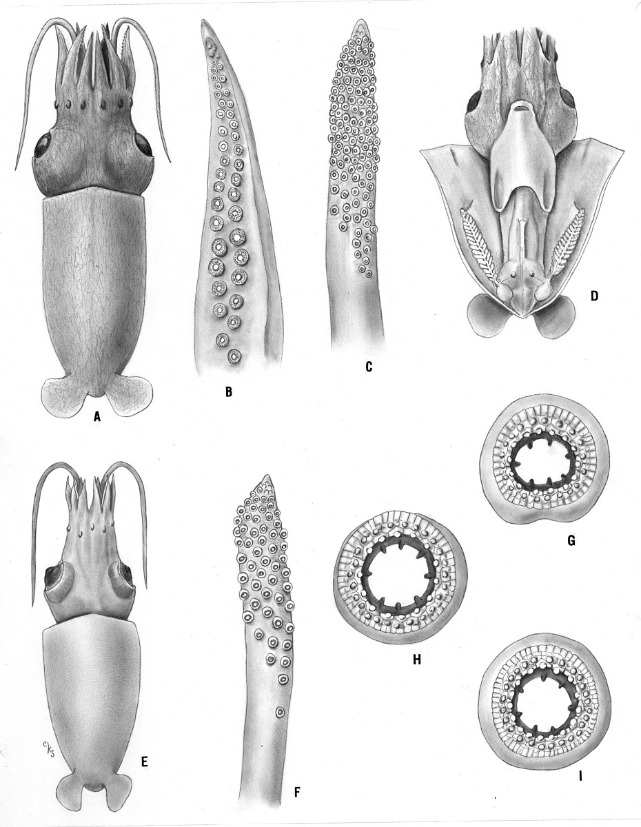 Bathyteuthidae image