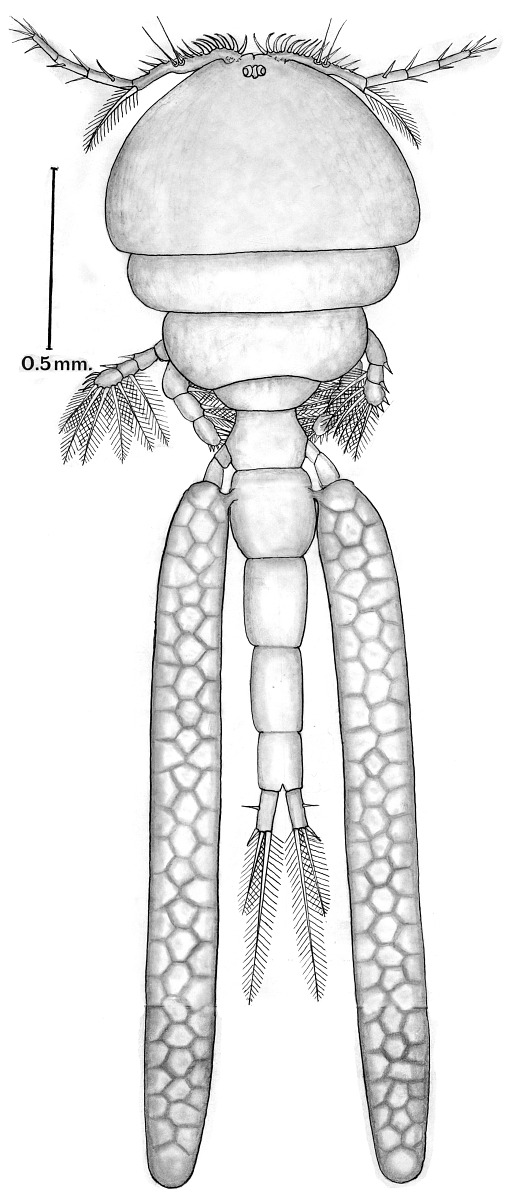 Hamaticolax attenuatus image