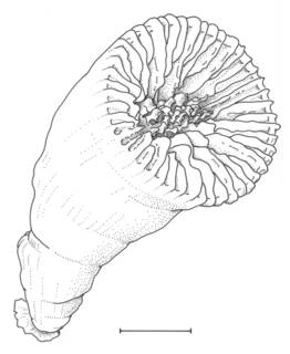 Image of Caryophyllia antarctica