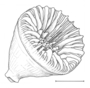 Image of Caryophyllia eltaninae
