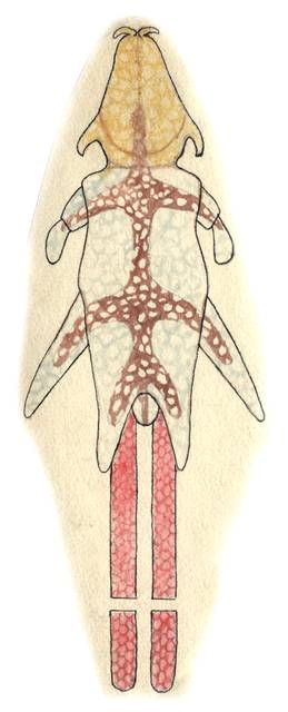 Image of Chondracanthus merluccii