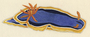 Image of Chromodoris annae