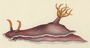 Hypselodoris bullockii image