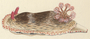 Image of Chromodoris striatella
