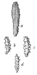 Image of Clavularia sulcata