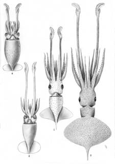 Image of Cycloteuthis sirventi