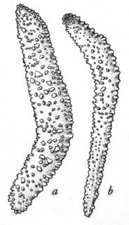 Image of Coronephthya macrospiculata