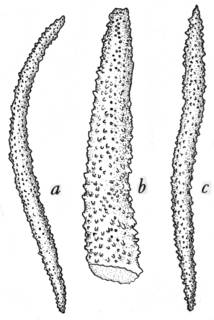 Image of Dendronephthya nigripes