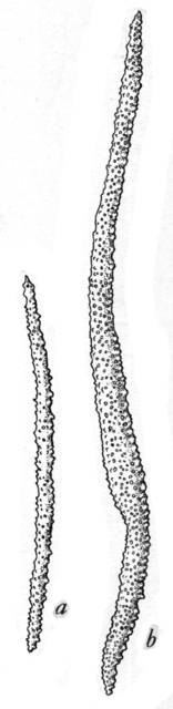 Image of Dendronephthya oviformis