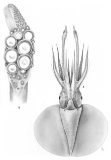Image of Discoteuthis laciniosa