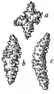 Image of Elasmogorgia ramosa