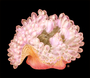 Image of Entacmaea quadricolor