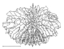 Image of Fungiacyathus marenzelleri