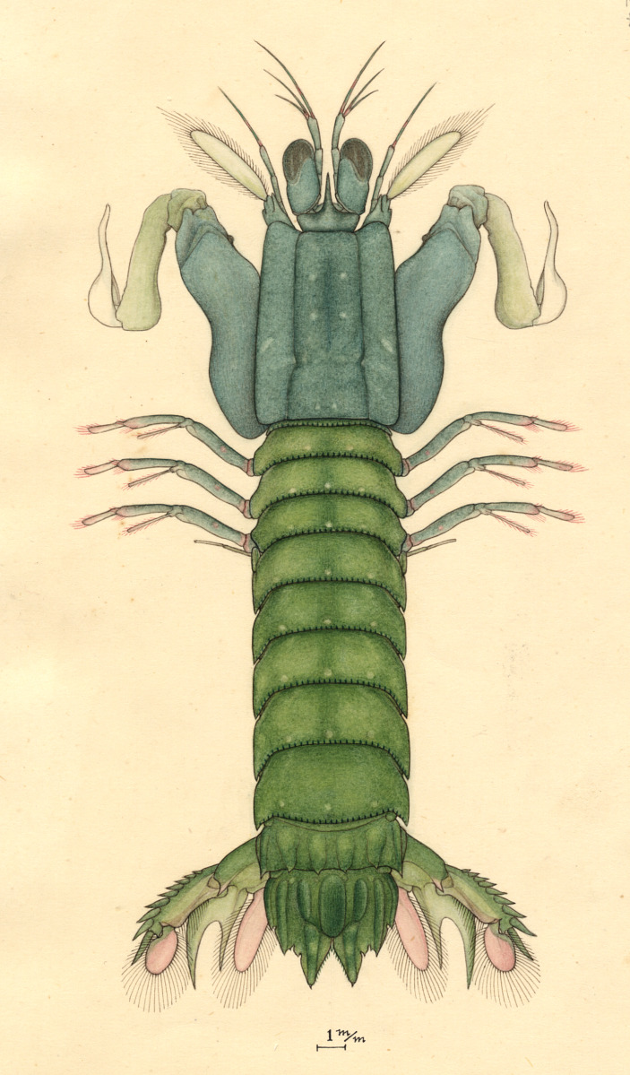 Gonodactylellus viridis image