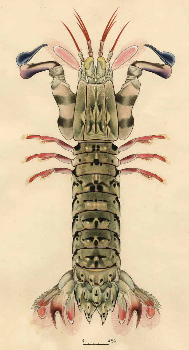 Gonodactylus chiragra image