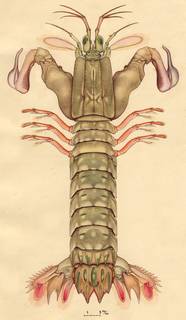 Gonodactylus chiragra image