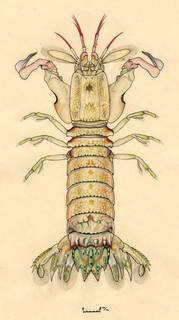 Gonodactylus platysoma image