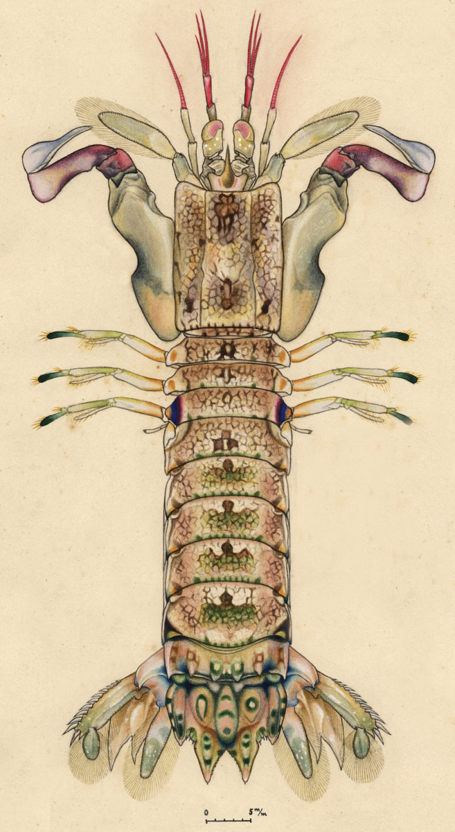 Gonodactylus platysoma image