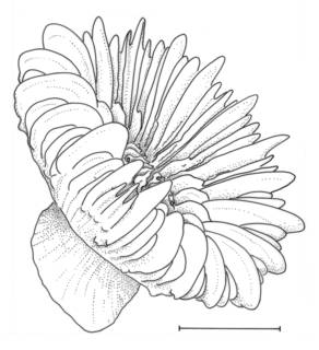 Image of Caryophyllia profunda