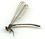 Image of Amphipteryx nataliae