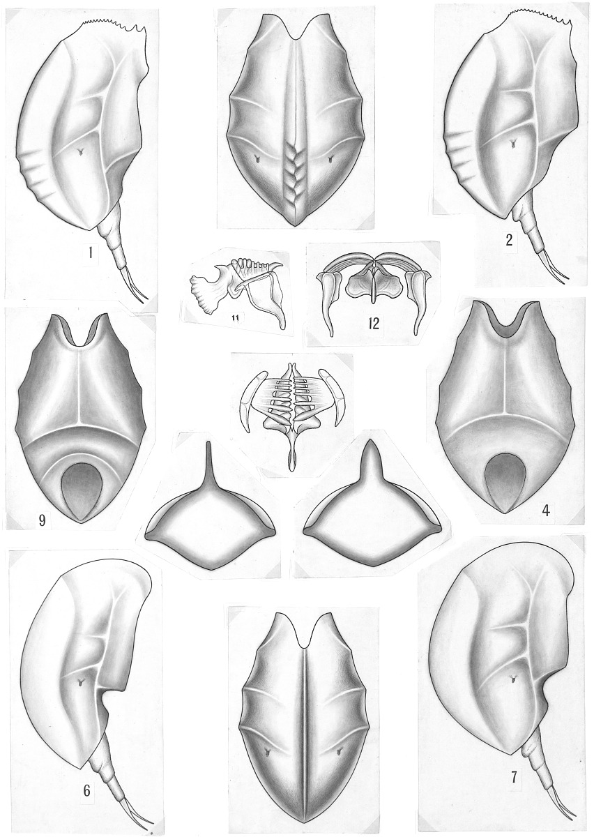 Mytilinidae image
