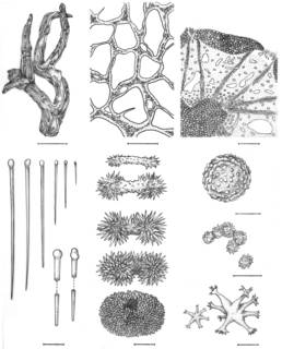 Image of Placospongia melobesioides