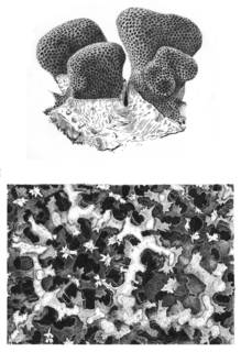 Image of Porites branneri