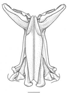 Xiphopenaeus kroyeri image