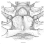 Penaeopsis eduardoi image