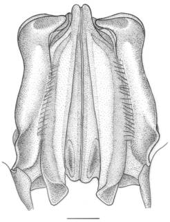 Penaeopsis serrata image