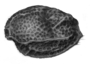 Image of Anscottiella vertex