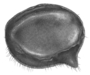 Image of Eusarsiella ozotothrix