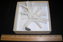 Acropora cervicornis image