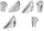 Semibalanus balanoides image