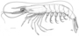 Image of Parapenaeus longirostris