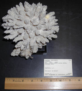 Acropora cervicornis image