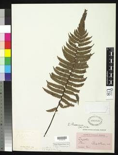 Amauropelta pavoniana image