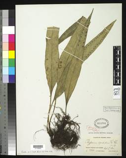 Lepisorus sordidus image