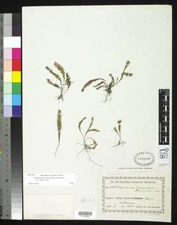 Image of Lellingeria simacensis