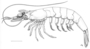 Image of Trachypenaeopsis mobilispinis
