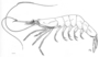 Image of Acetes indicus