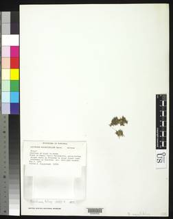 Saelania glaucescens image