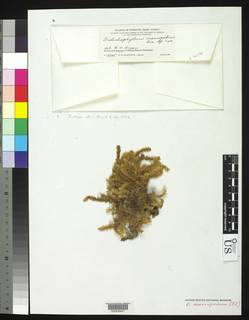 Distichophyllum spathulatum image